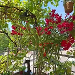 Апартаменты Sunny Balcony 2br Center *