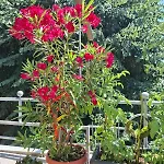 Апартаменты Sunny Balcony 2br Center