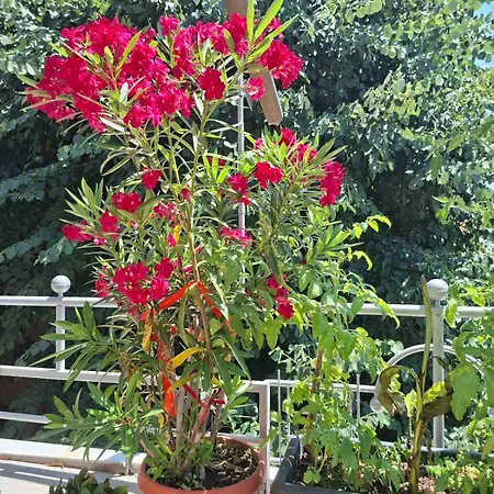 Lejlighed Sunny Balcony 2br Center