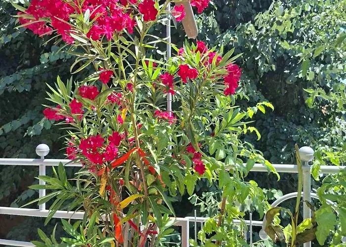 公寓 Sunny Balcony 2Br Apartment Top Center